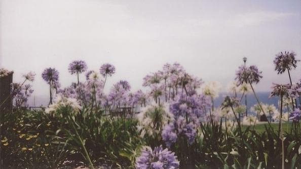 laserenita