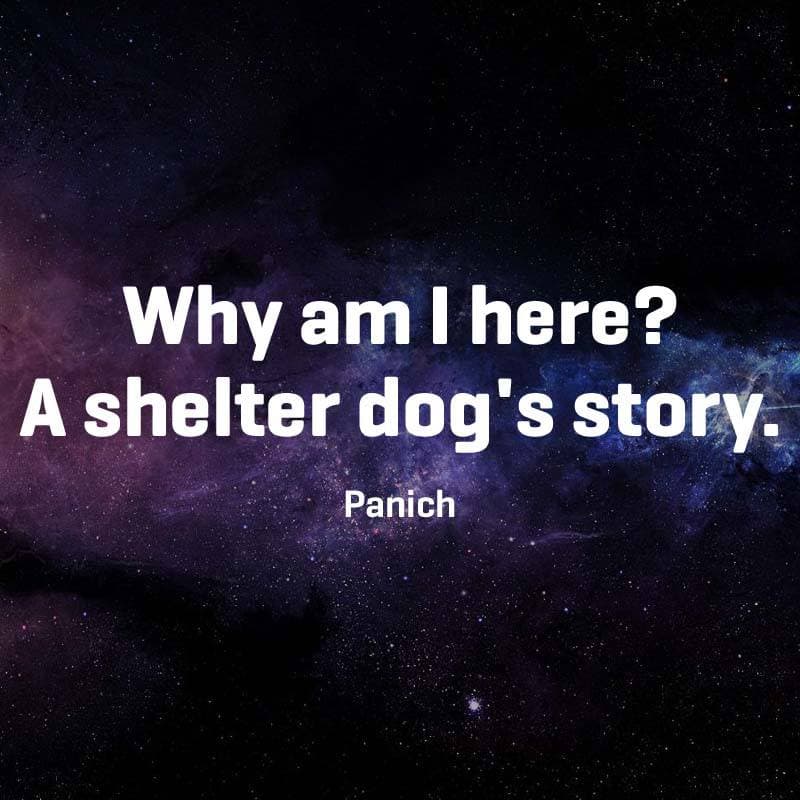 Cover for Why am I here? A shelter dog's story.