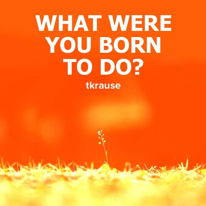 Cover for WHAT WERE YOU BORN TO DO?