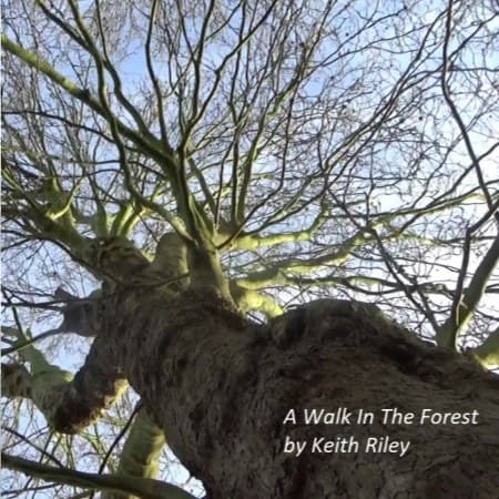 Cover for A Walk In The Forest by Keith Riley