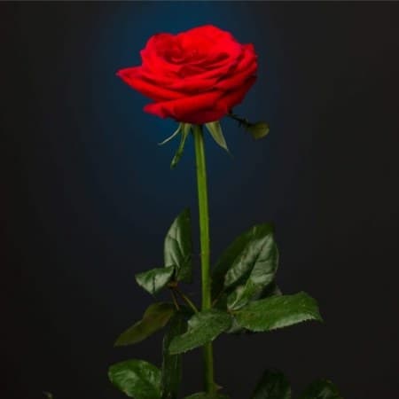 Cover for Modern Day Love Story