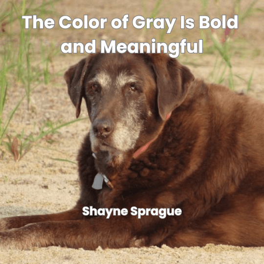 Cover of The Color of Gray Is Bold and Meaningful