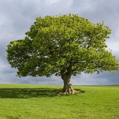 Cover for FOREVER STANDING TREE