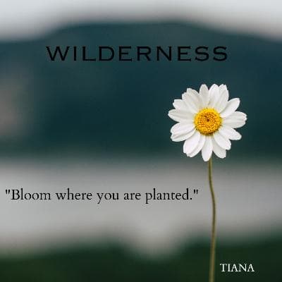 WILDERNESS