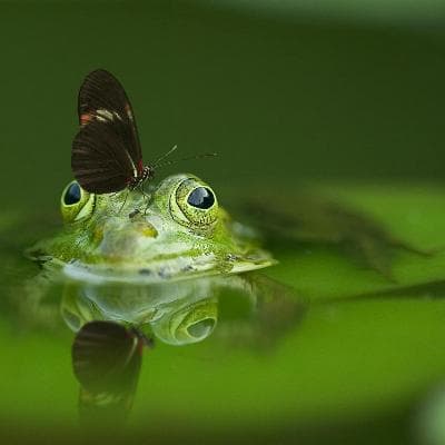 Cover for fairy tale about a frog