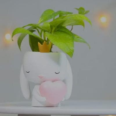 Cover for Let's grow money plant together