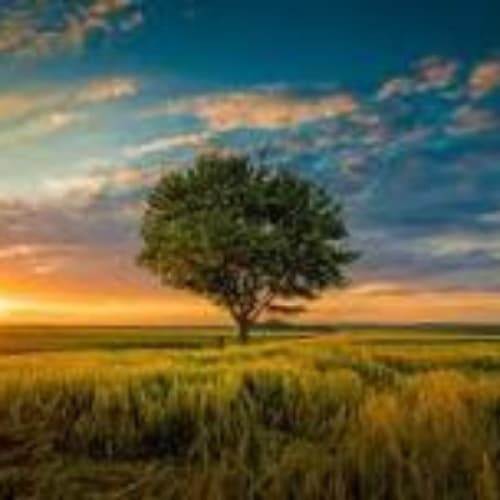 Cover for Symphony of the Wild