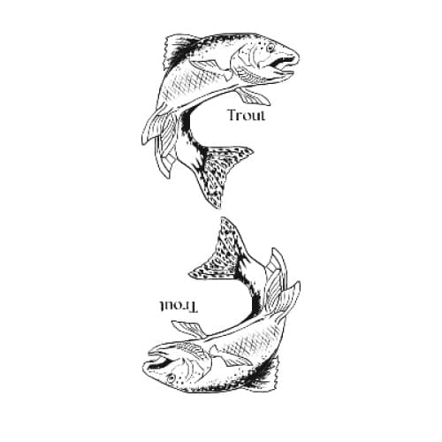 Cover for Trout, Trout