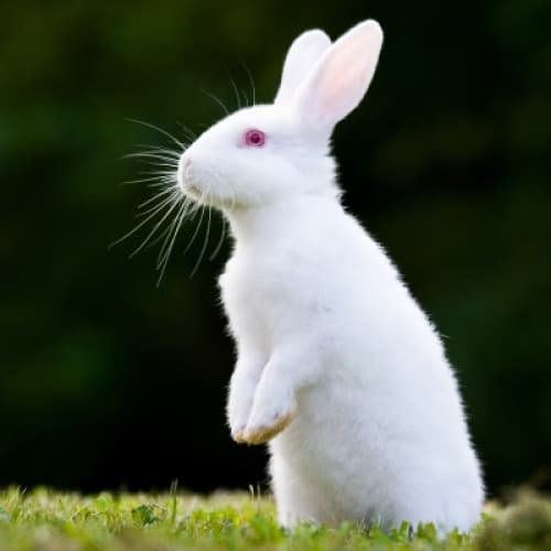 Cover for Magic Rabbit