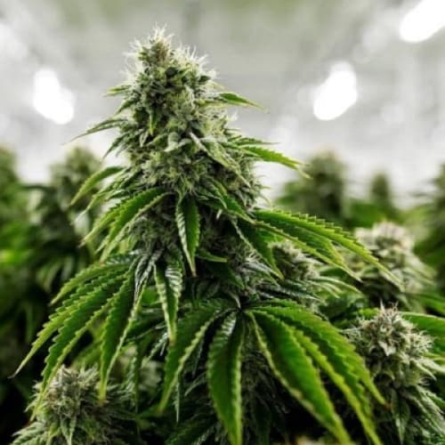 Cover for Argumentative writing about Weed, Pros and Cons