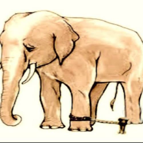 Cover for ELEPHANT'S ROPE