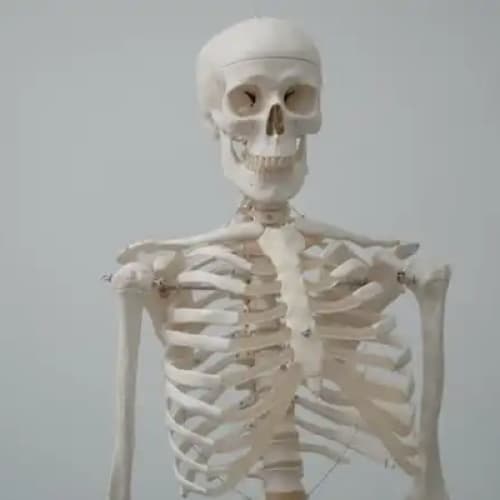Cover for THE SKELETON