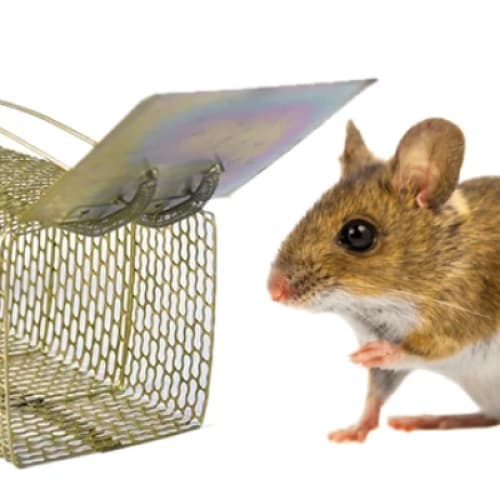 Cover for "The Great Mouse Escape: A Tale of Hamam Qaleen, Kitchen Chaos, and a Confident Little Critter"
