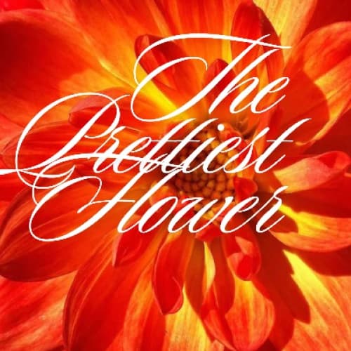 Cover for The prettiest flower