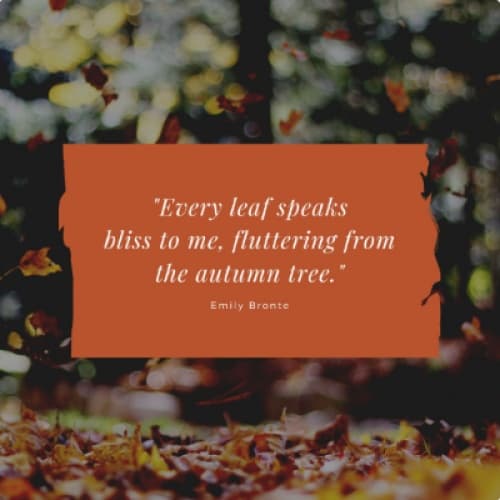 Cover for Falling Leaves