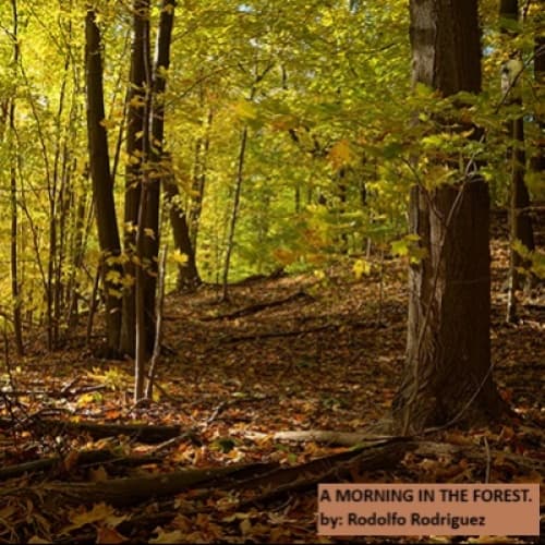 Cover for A Morning in the Forest
