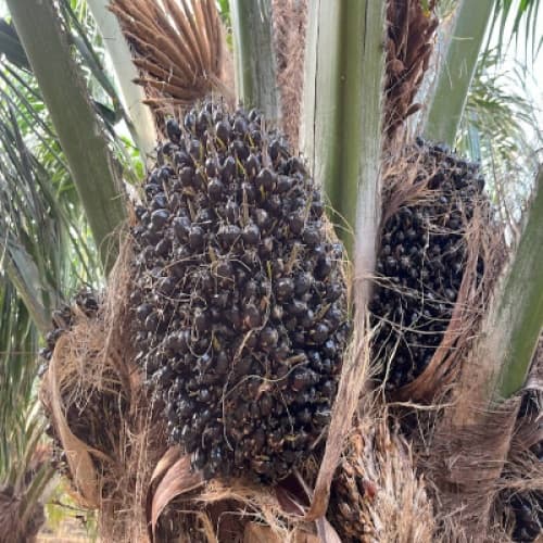 Cover for Investment opportunities in palm oil business in central African ( Cameroon)