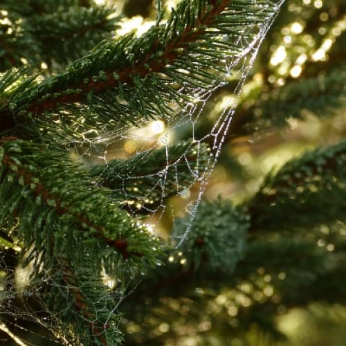 The Whispering Pines