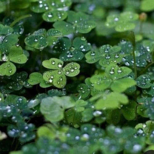Cover for Poetry in Clovers