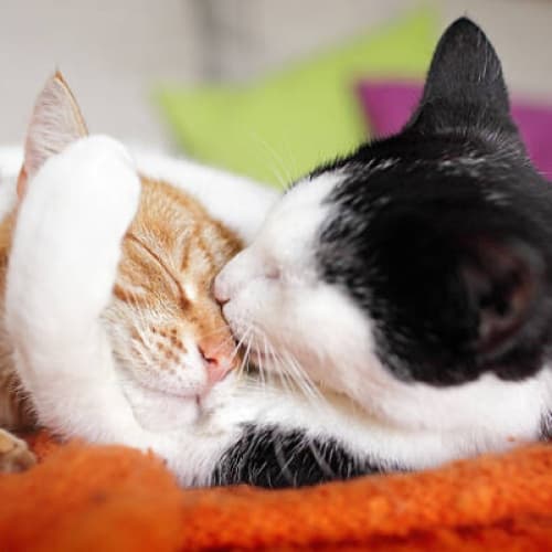 Cover for The CAT Couple
