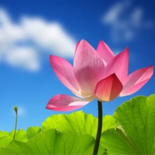 Cover for LOTUS AND SKY : LOVE