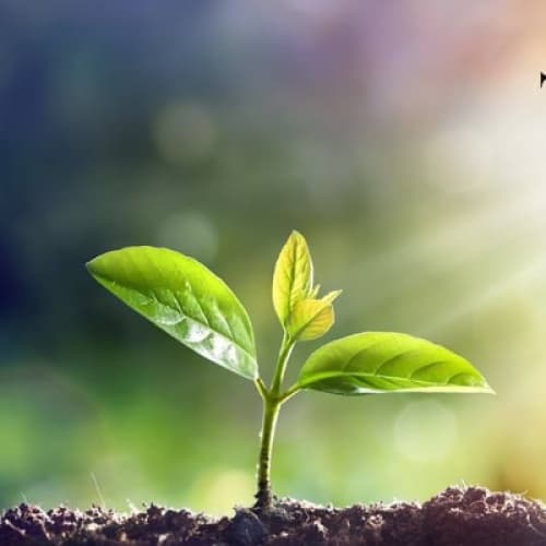 Cover of Success is Not Just About Winning, But About Growing