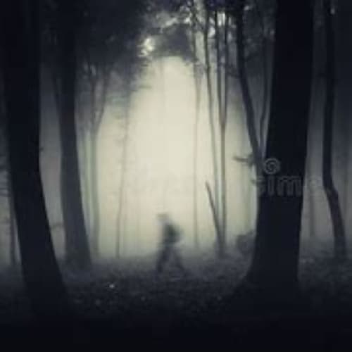 Cover for The Forest Knows
