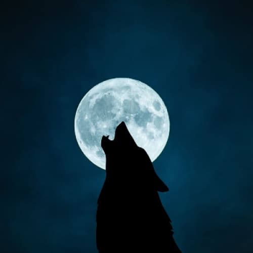 Cover for A Vampire mate with a werewolf