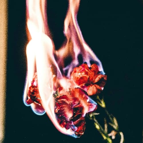 Cover for The Bloom and Burn of Orion Lane