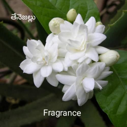 Fragrance