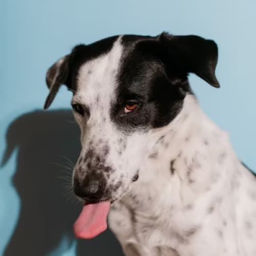 Cover for No One’s Dog
