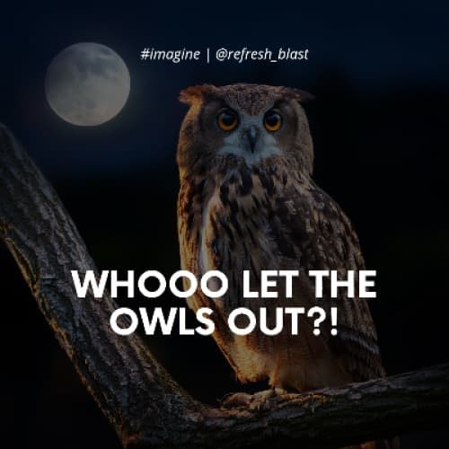 Cover for Whooo Let the Owls Out?!