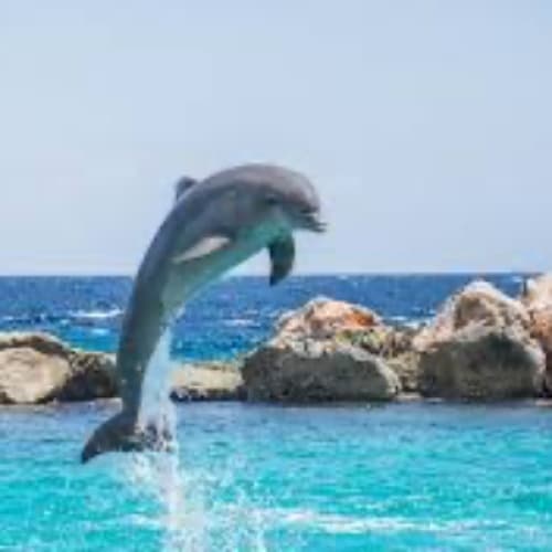Cover of A Dolphin's Life