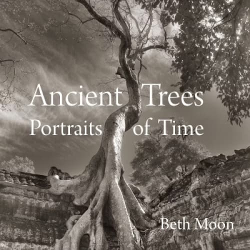 Cover for The ancient trees