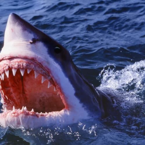 Cover for shark attack