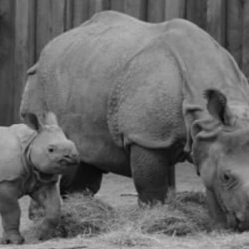 Cover for The Brave Little Rhino on the Friendly Farm.