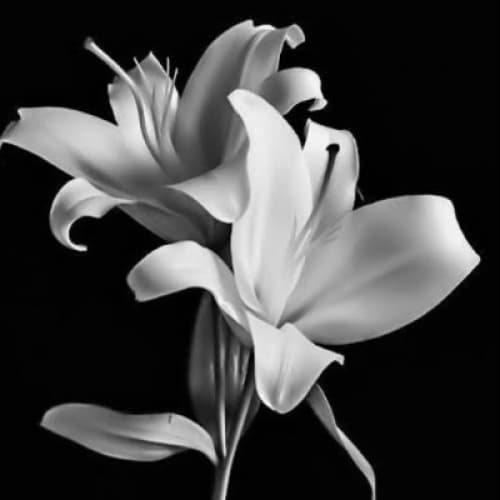 Cover for "Bloom After the Storm"
