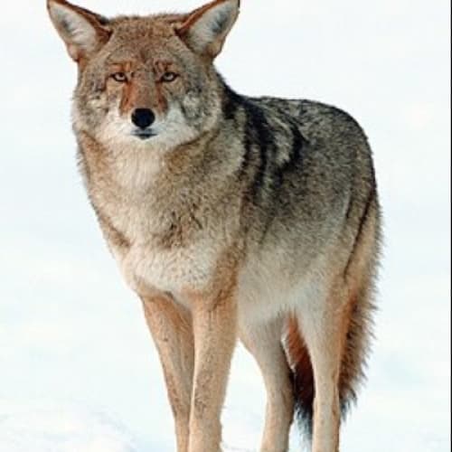 Cover for The Coyote's Travels