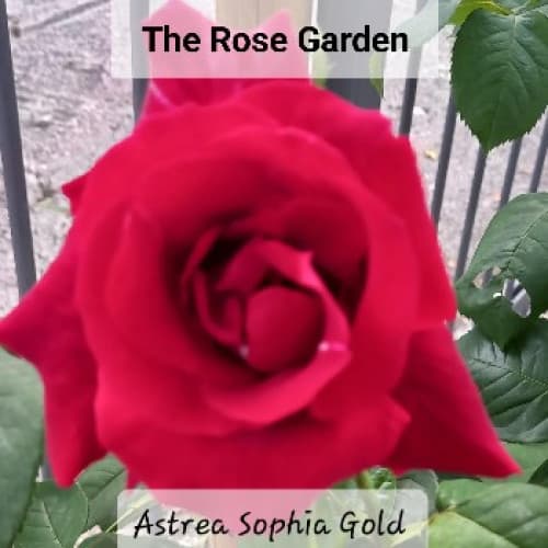 Cover for The Rose Garden