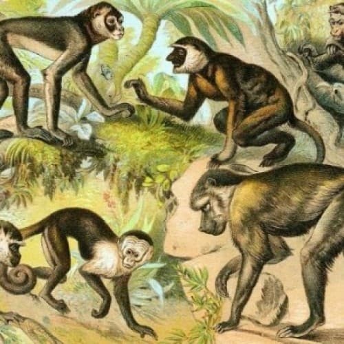 Cover for The Monkeys and The Hunter