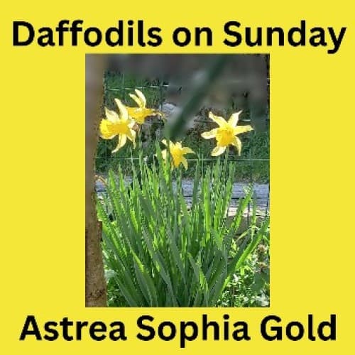 Cover for Daffodils on Sunday