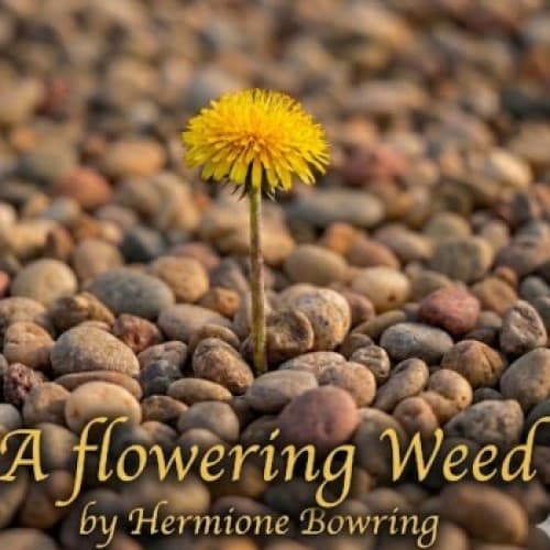 Cover for A flowering weed