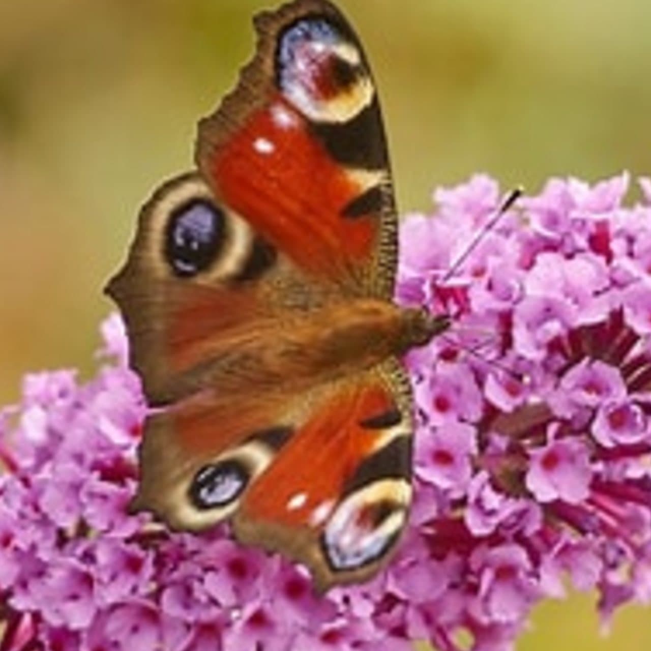 The Butterfly