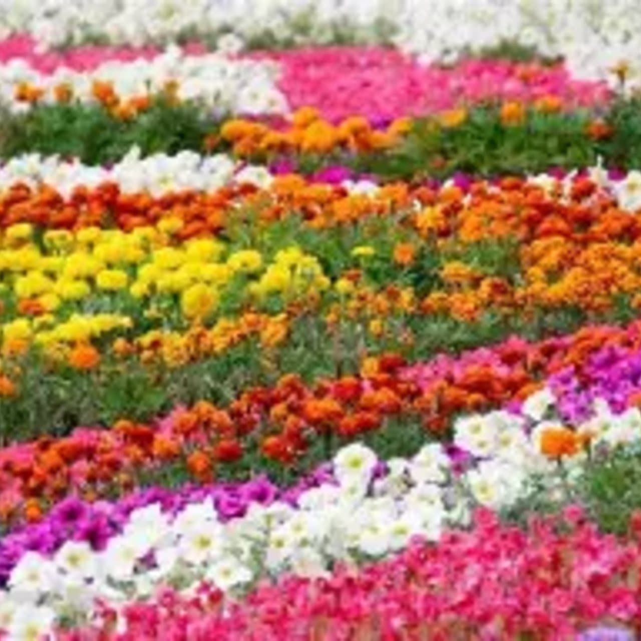 Stolen Flowers