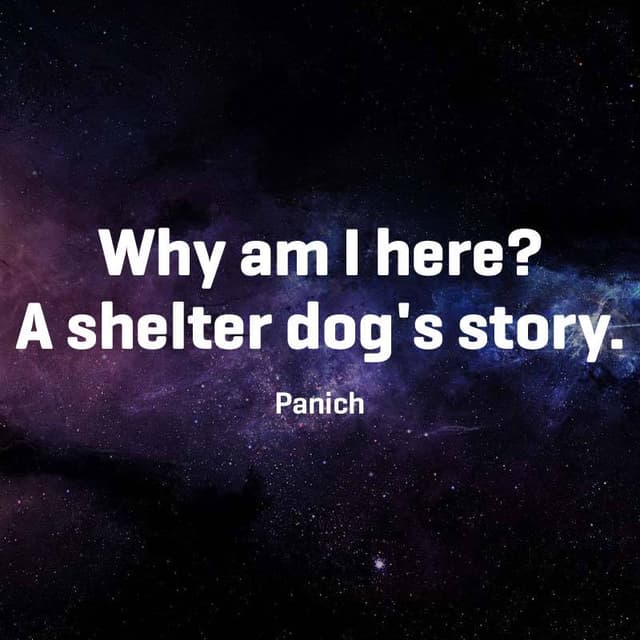Cover of Why am I here? A shelter dog's story.