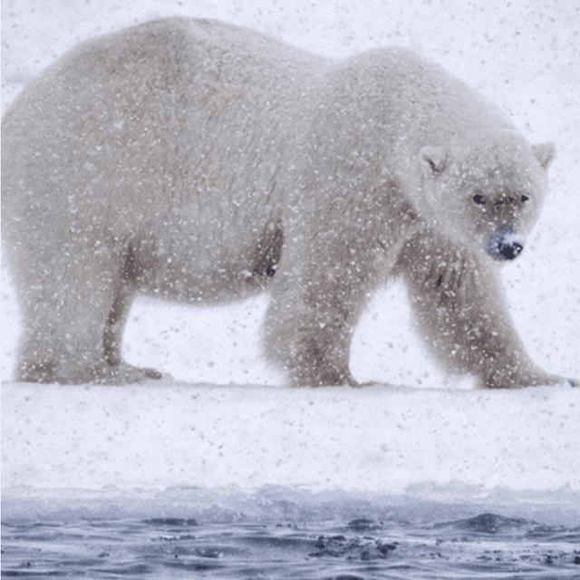 Cover of The Tale of The Arctic