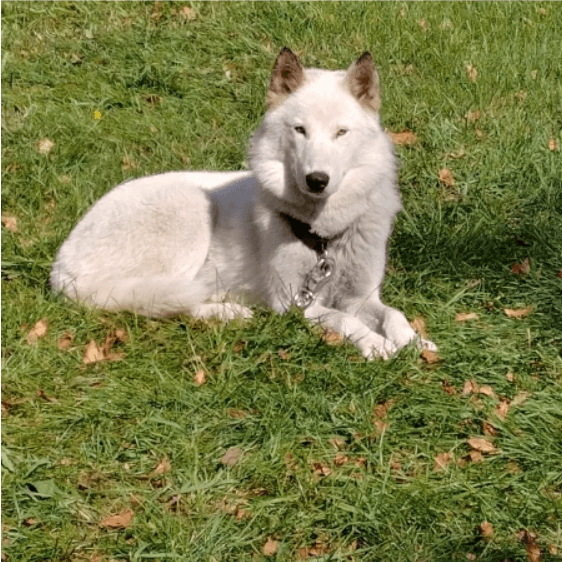 Wolf Princess