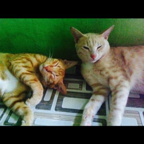 A college cat lover