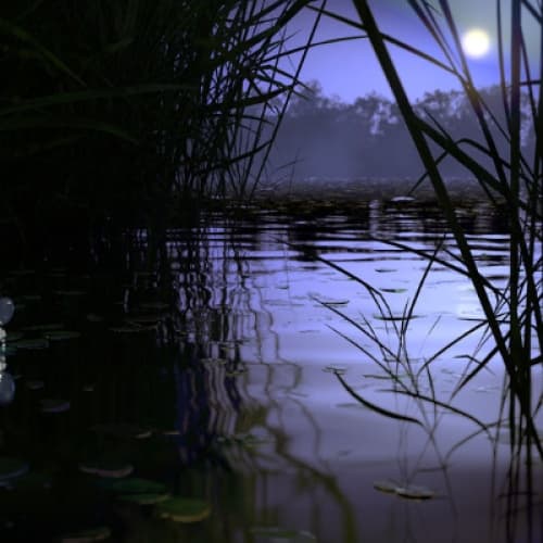 The serene backwaters