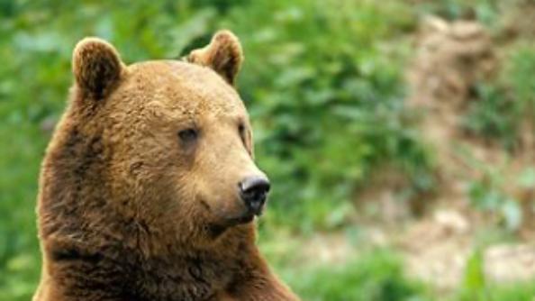 Sitting Bear